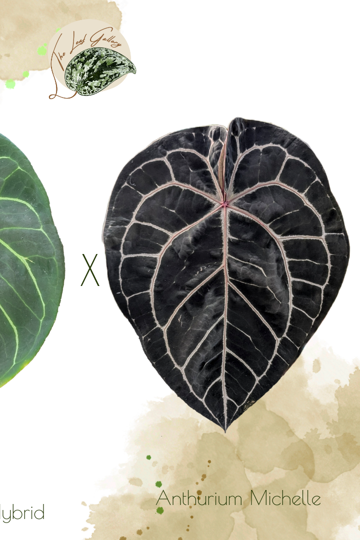 Rare Anthurium King of Spades Mutation X Anthurium Michelle seed